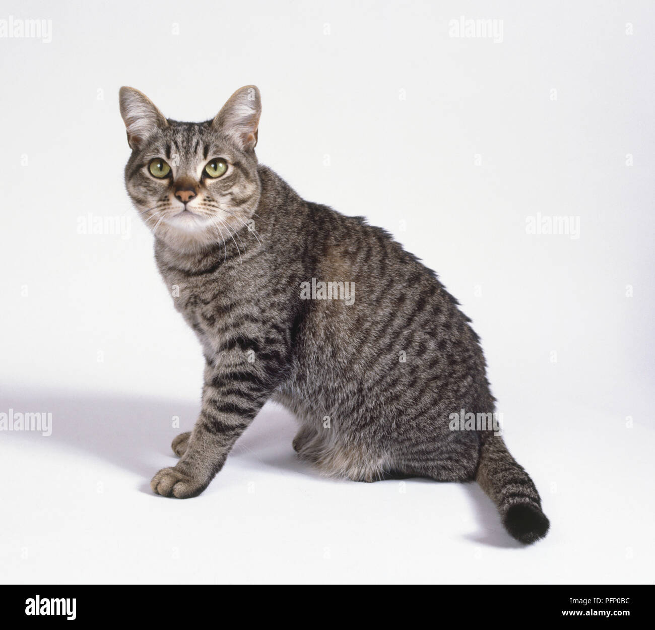 Braun Mackarel Tabby asiatischen Katze mit gut-spaced Augen, ovalen Pfoten und mittlerer Dicke Schwanz, sitzen. Stockfoto
