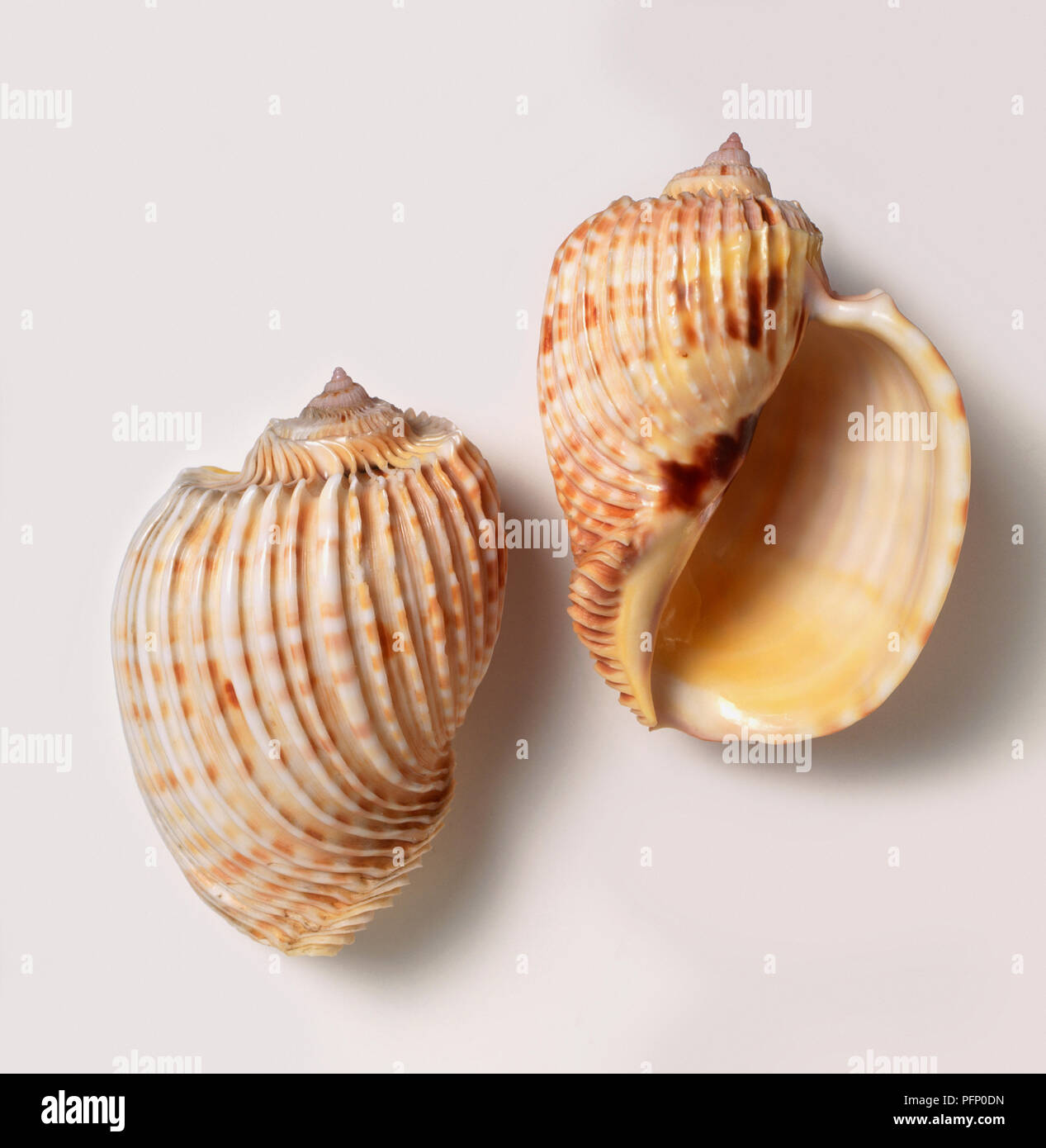 Ober- und Unterseite der Kaiserlichen Harfe Shell (Harpa Costata) Stockfoto