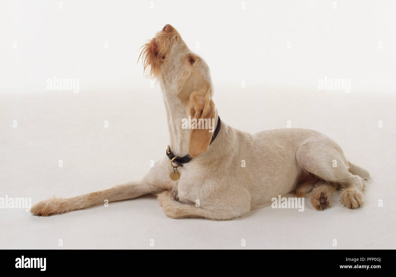 Ein Hund mit lockigem Fell und Lose baumelnden braune Ohren heult im Liegen. Stockfoto