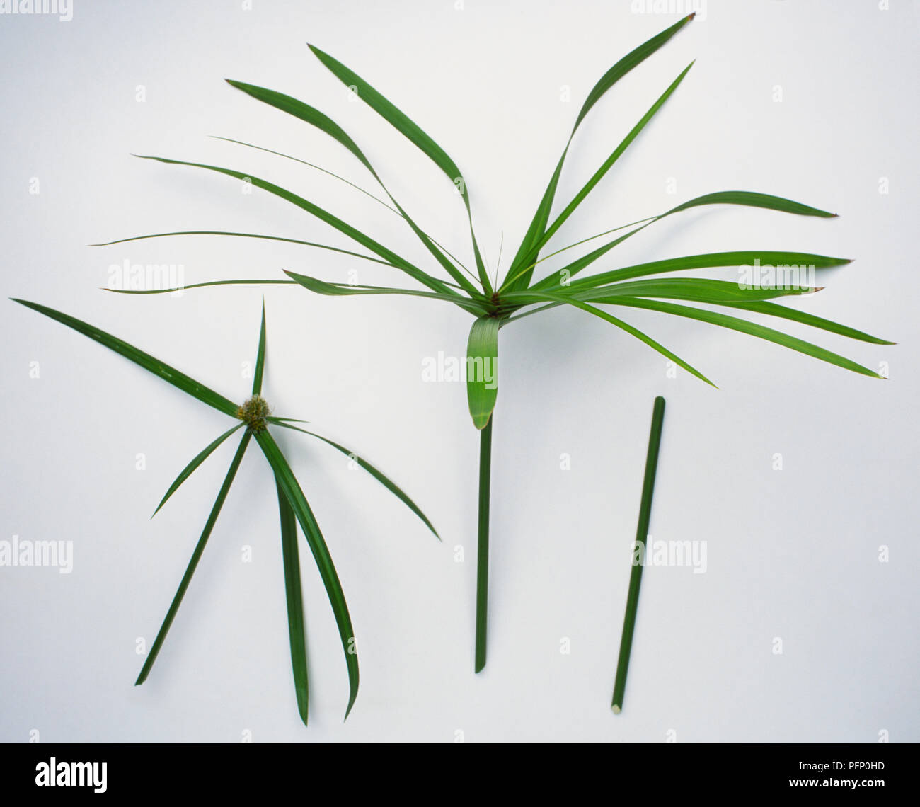 Cyperus papyrus, ägyptische Papier Rush oder Papyrus verlässt. Stockfoto