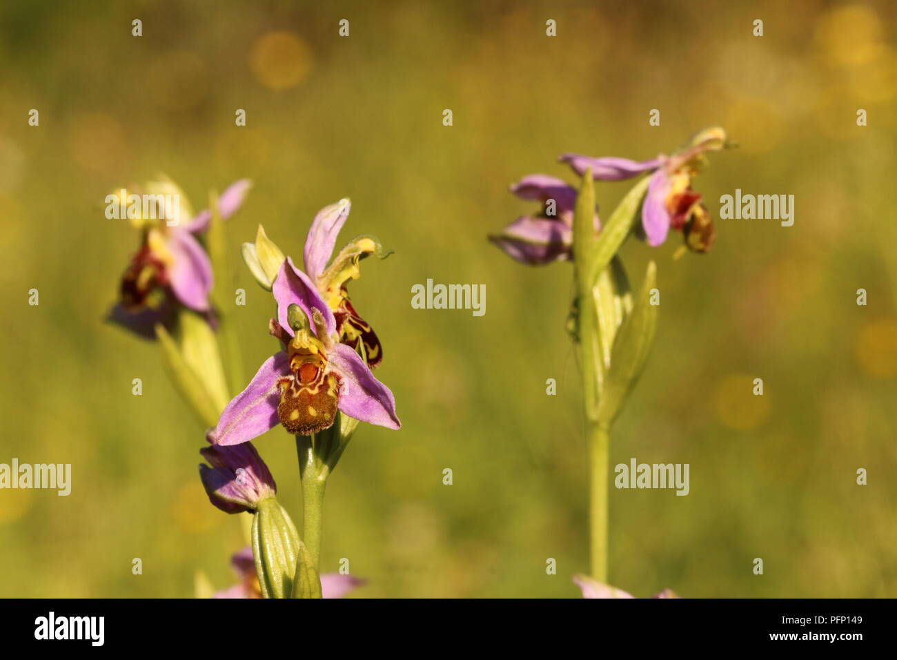 Biene Orchideen Stockfoto