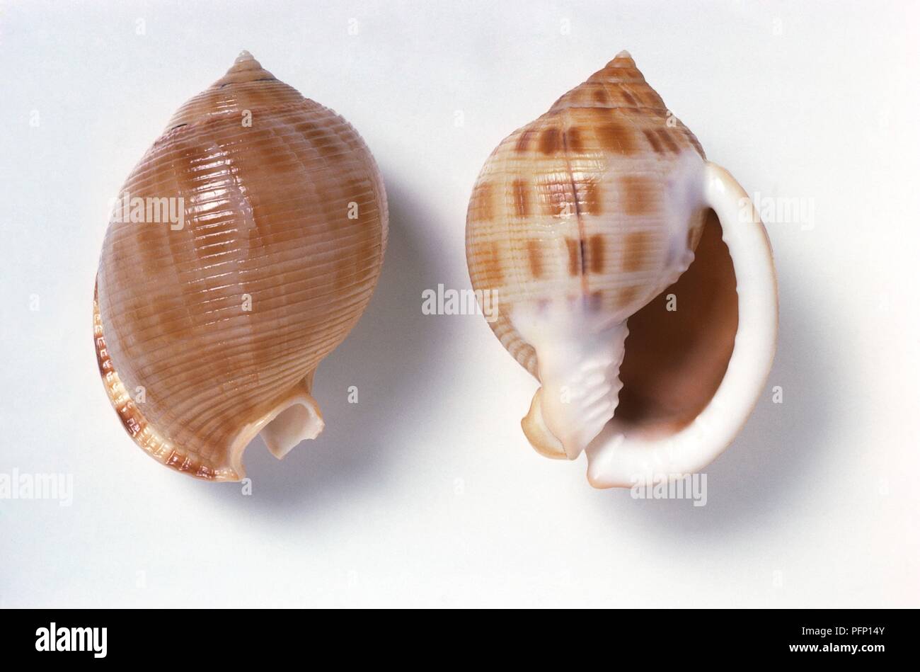 Sand Motorhaube (Phalium saburon), Schalen von marine Schnecke Stockfoto