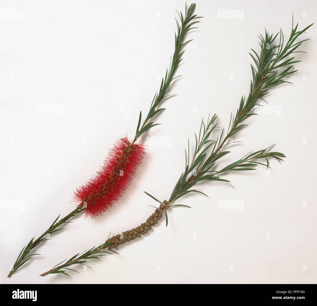 Myrtaceae, 'Callistemon subulatus', Bottlebrush, Zweigstelle Tipp, flower Cluster mit auffällig Dunkelrot Staubgefäßen, junge, schlanke spitze Blätter, holzigen Früchte in Clustern auf schießt getragen. Stockfoto