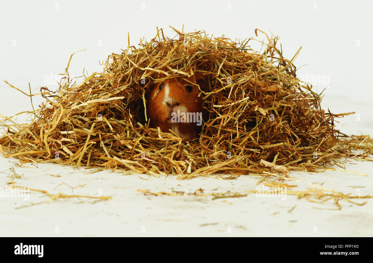 Orange Meerschweinchen verstecken sich in Stroh Stockfoto