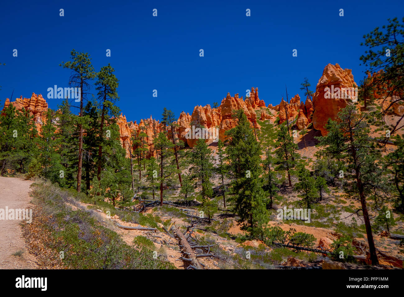 Schöne im Hinblick auf pinyon Pinienwald Bryce Canyon National Park, Utah Stockfoto