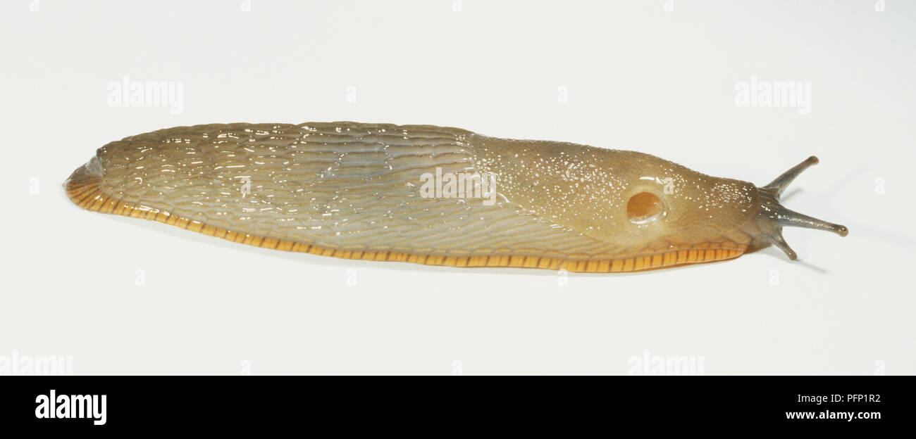 Garten slug, Arion distinctus, aus der Nähe. Stockfoto