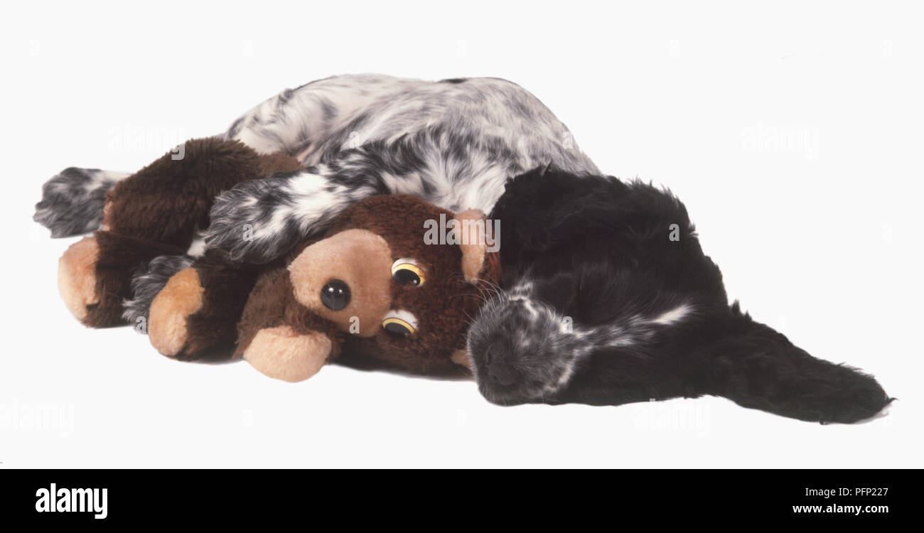 Eine schwarze und weiße Welpen schlafend mit einem Teddybären. Stockfoto