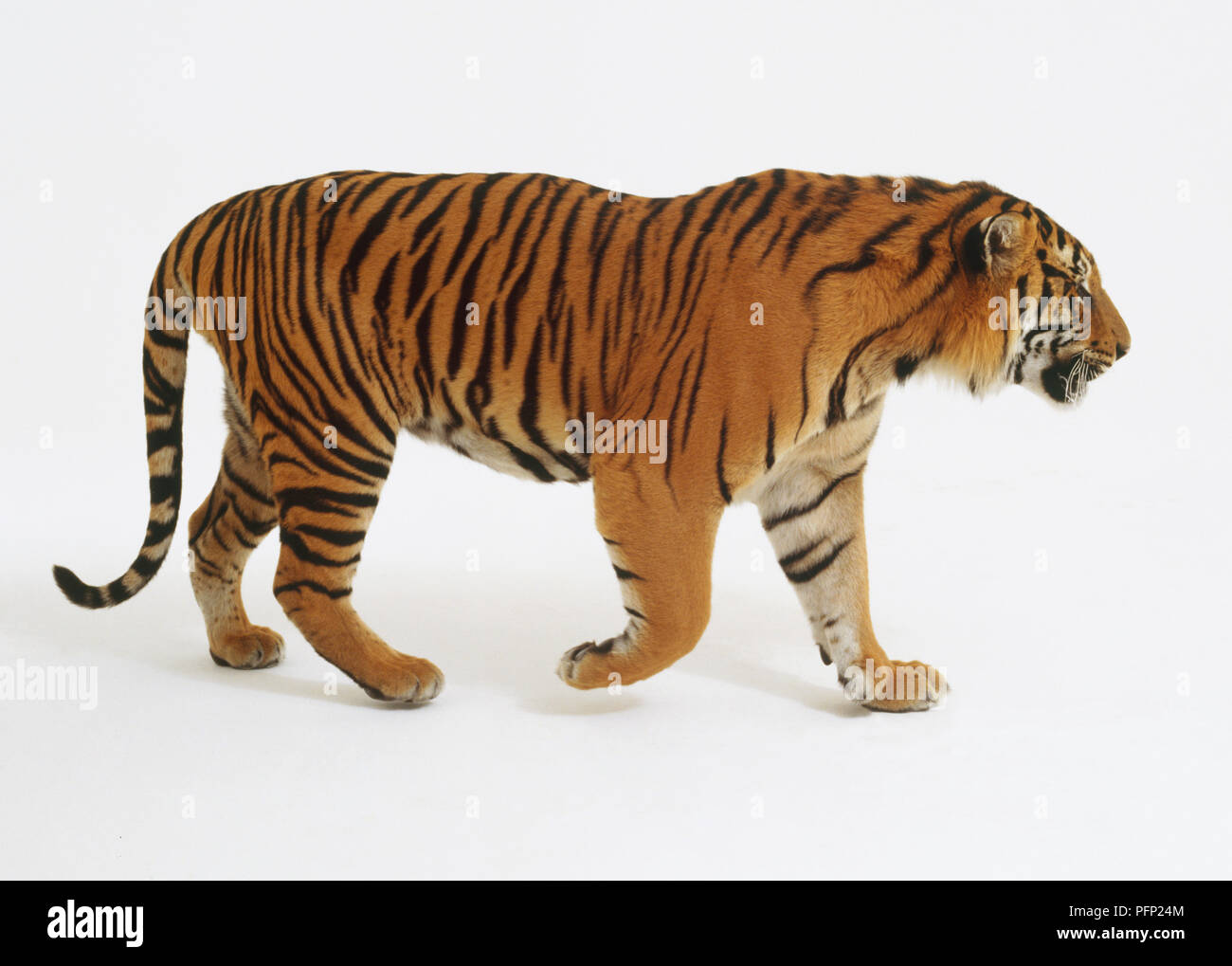 Tiger (Panthera tigris) schreiten voran, Seitenansicht Stockfoto