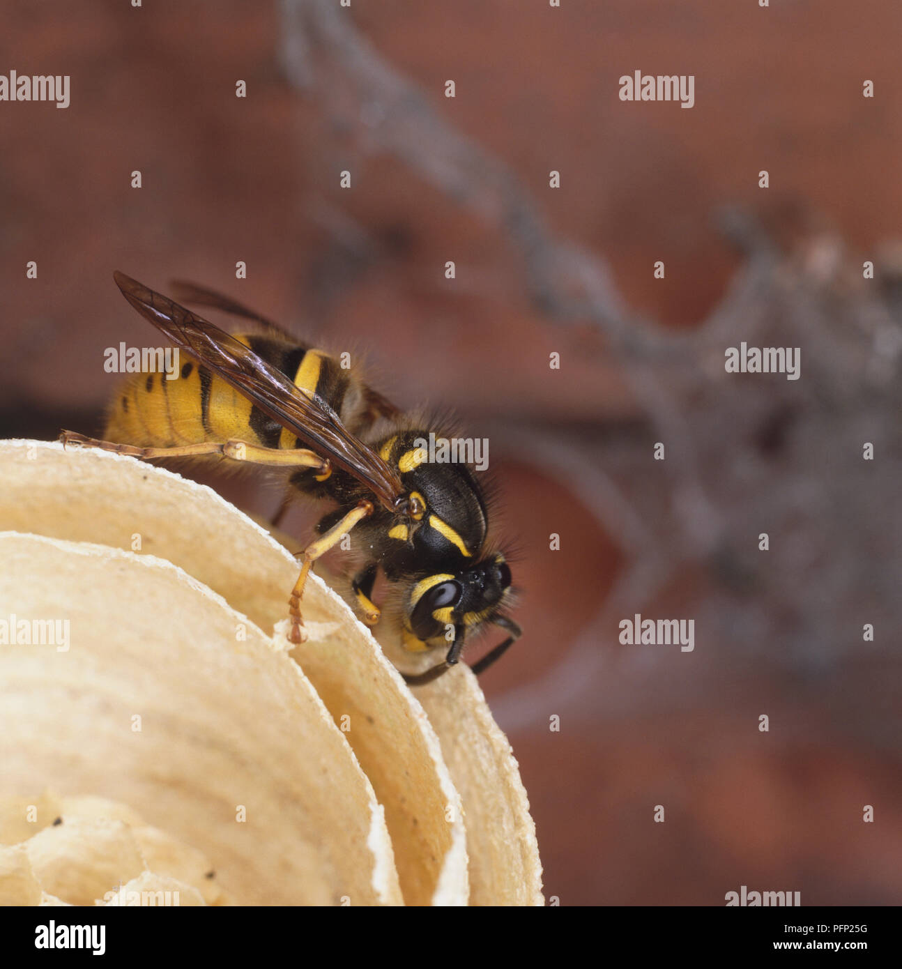 Queen Wasp Nest mit Antennen Größe der Briefumschläge und Zellen zu messen Stockfoto