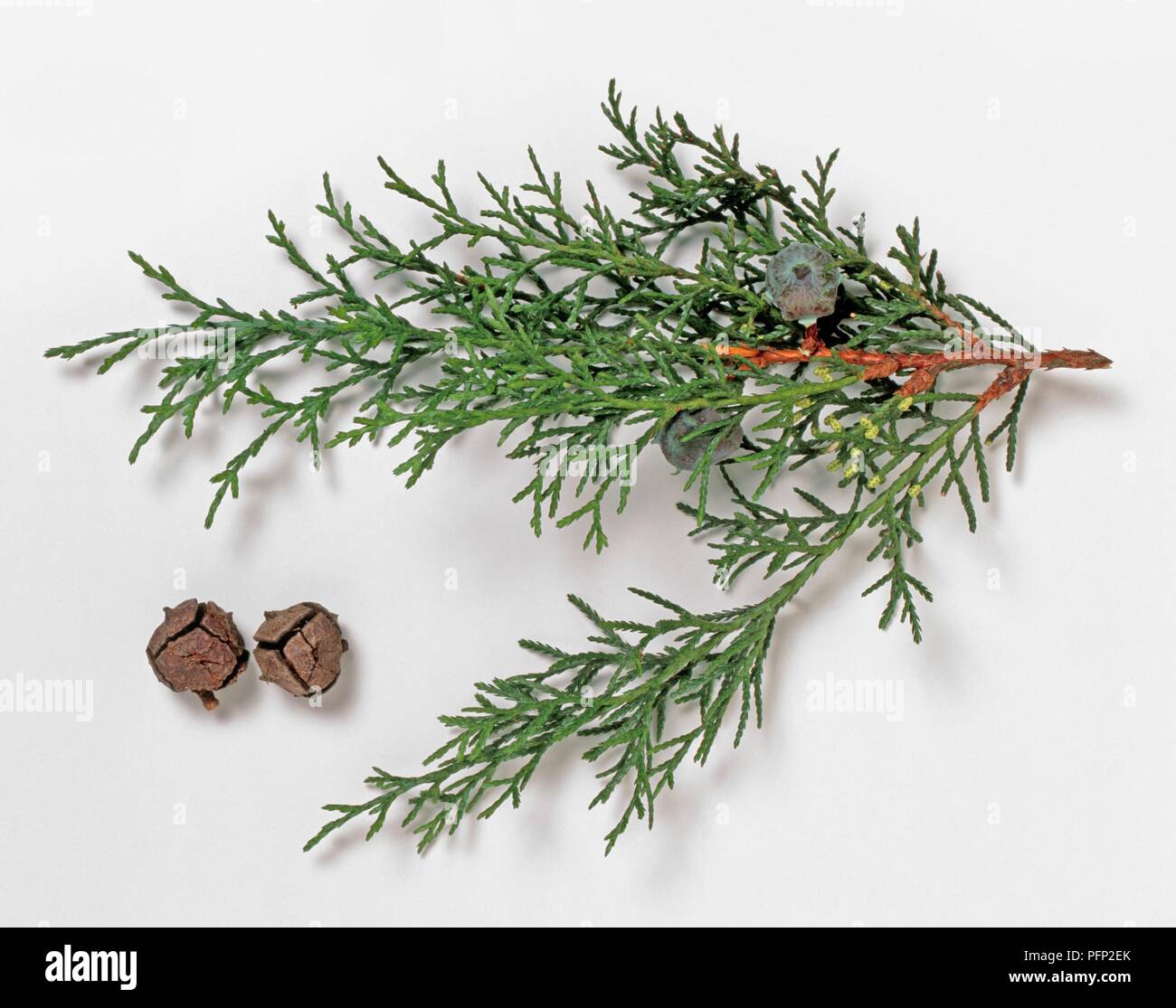Cupressus lusitanica (Zeder von Goa), Zweig, mit grünen Blättern und Kegel Stockfoto