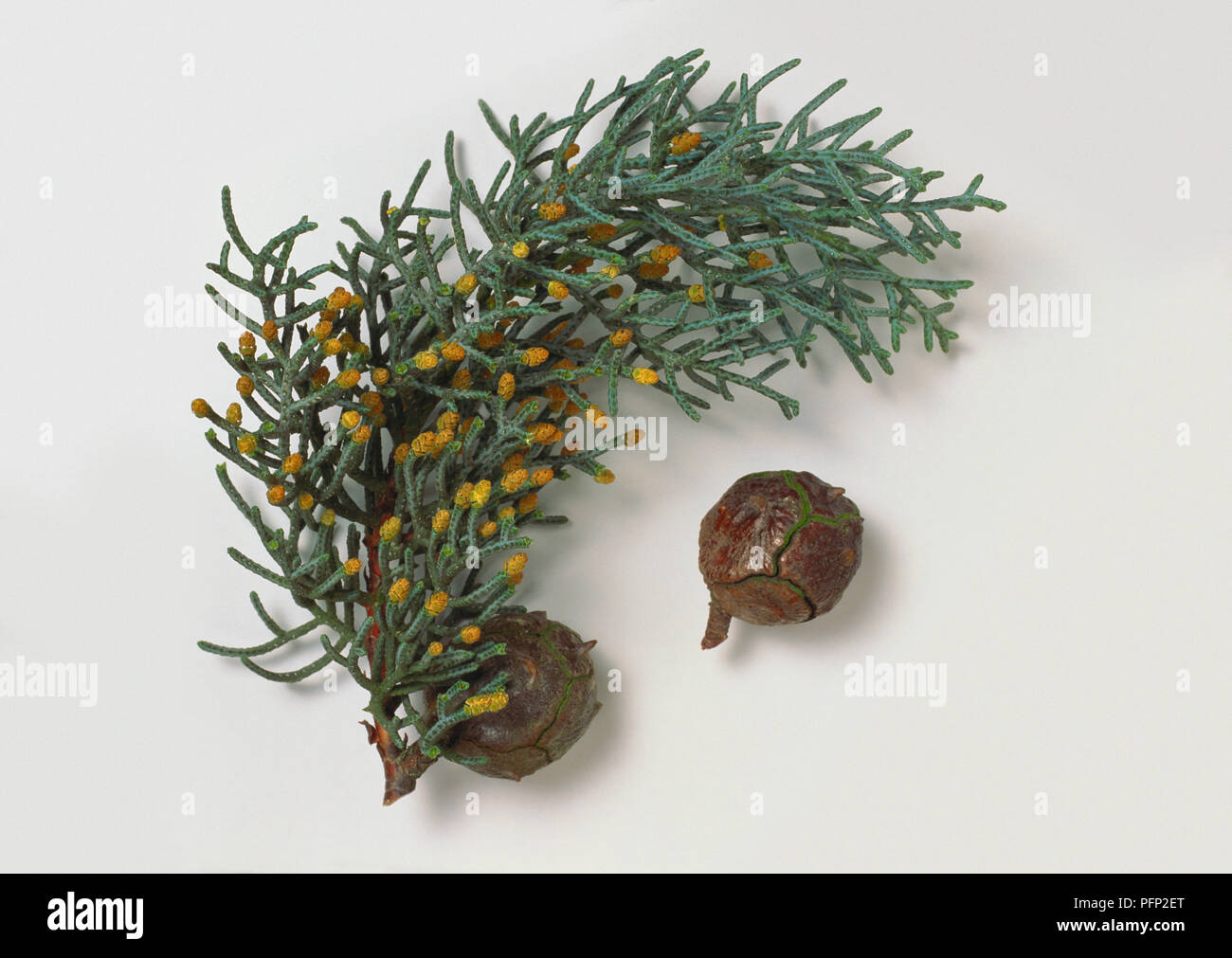 Cupressaceae, Cupressus arizonica var. glabra, glatte Arizona Zypresse, sehr kleinen, Schuppenförmigen, blau-grüne Blätter, runde grau-braune Kegel und männliche Blüten. Stockfoto