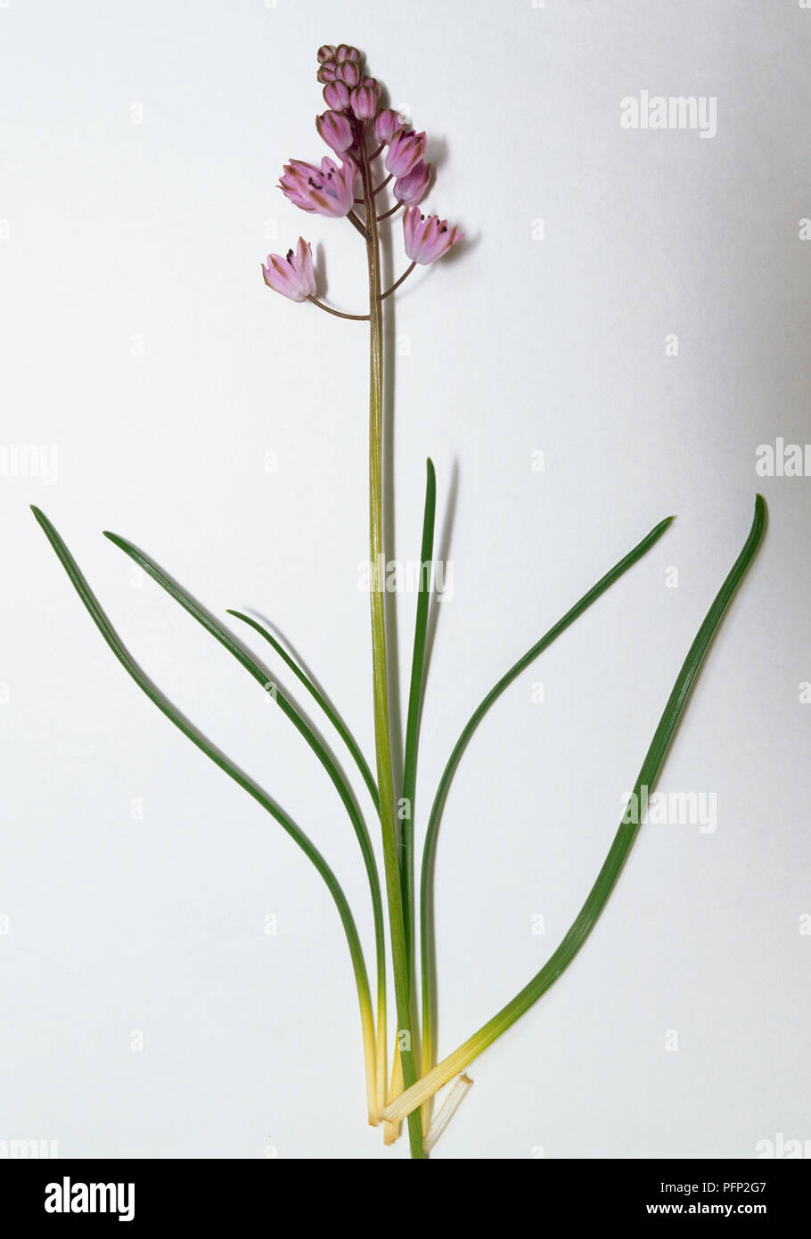 Stilla autumnalis, Herbst blausterne einzelnen Stamm mit glockenförmigen Blüten rosa in einem raceme und fünf schmalen grün-gelbe Blätter. Stockfoto