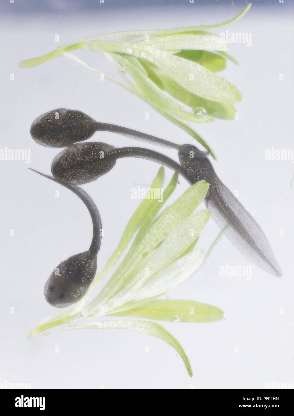 Vier Kaulquappen, Schwimmen in den Betrieben, in den VIER WOCHEN ALT Stockfoto