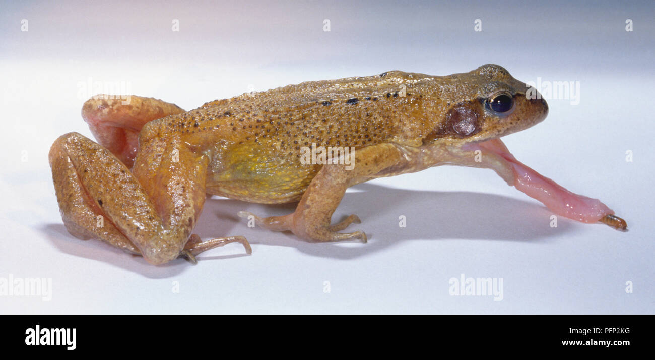 Blassbraun nach Frog, Rana temporaria, geduckt, lange rosa Zunge heraus haften Insekten fangen, Seitenansicht. Stockfoto