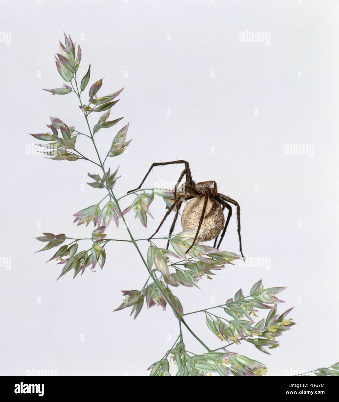 Baumschule Web spider (Pisaura mirabilis) Durchführung ei Sac auf Anlagen Stockfoto