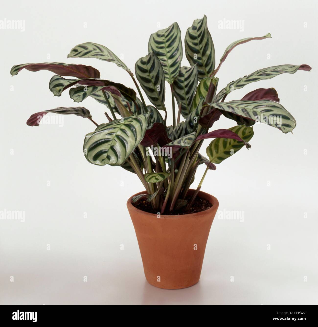 Gestreifte - Blatt Ctenanthe amabilis Pflanze in Terrakotta Topf  Stockfotografie - Alamy