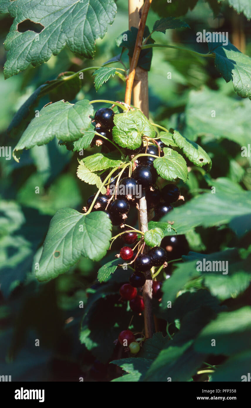 Ribes nigrum 'Ben Connan' (Schwarze Johannisbeere), Beeren auf Zweig, close-up Stockfoto