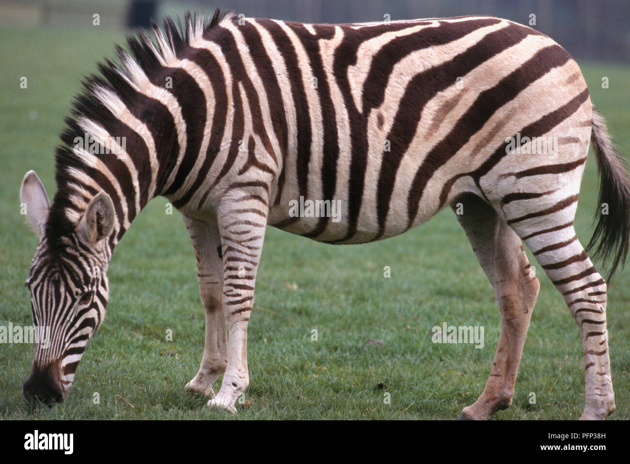 Ebenen Zebras (Equus quagga) Beweidung auf die üppigen greass Stockfoto