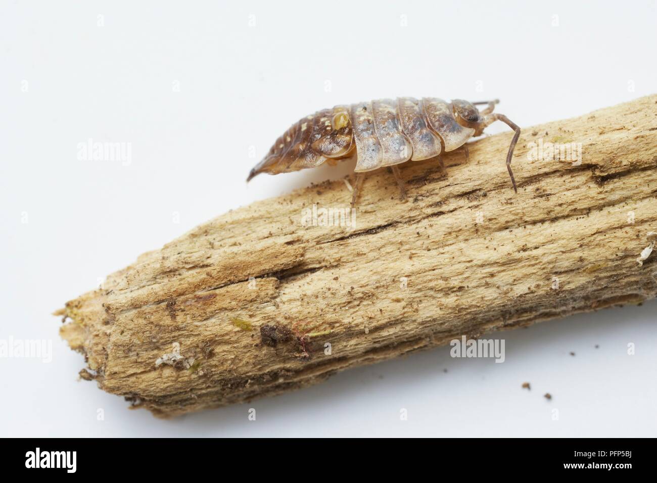 Woodlouse mit wieder die Hälfte der Haut, Schuppen und vordere Hälfte immer noch auf, hocken auf Stück Holz, Seitenansicht Stockfoto
