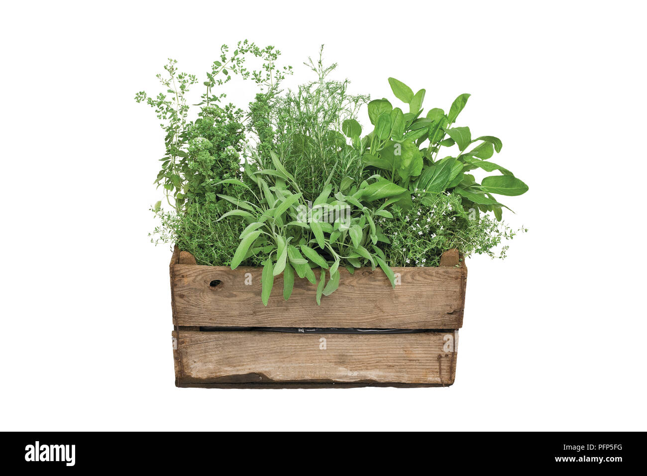 Griechischer Oregano, orange-duftenden Thymian, Römische Kamille, Sauerampfer, Rosmarin, Bohnenkraut und Salbei in Holzkiste Stockfoto