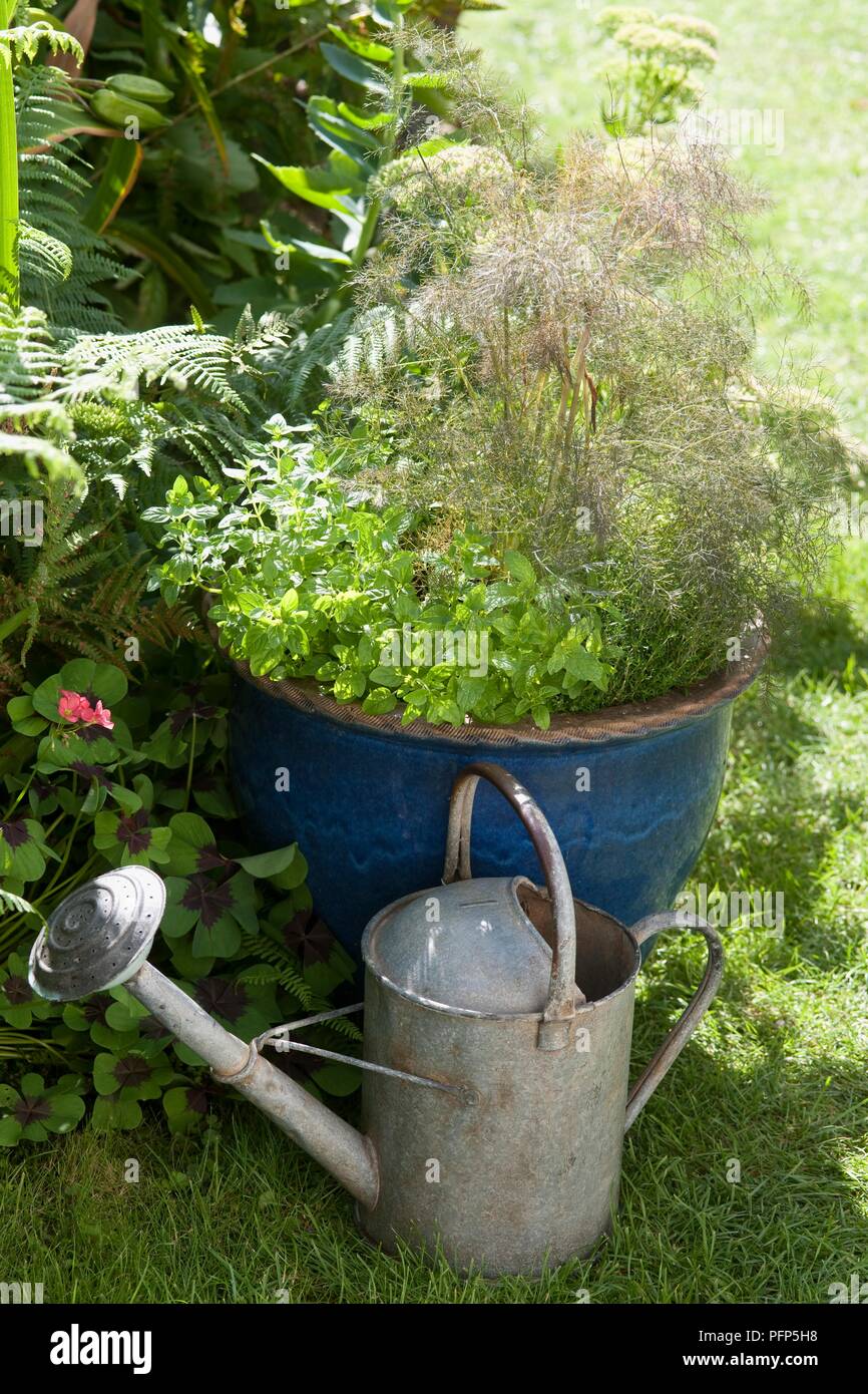Winterharte Bäume Für Den Garten