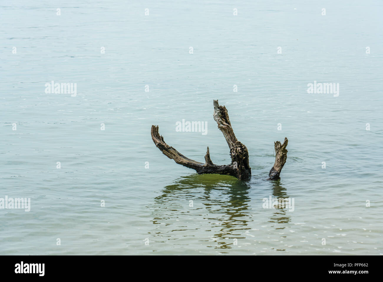 Singapur - 15. Juli 2018: Einsamer toter Baum im Fluss Stockfoto