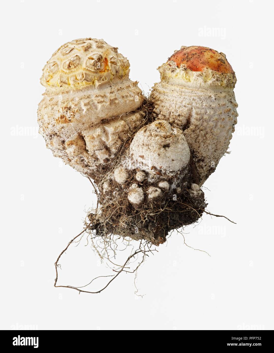 Amanita muscaria (Agaric) Pilze in den frühen Stadien der Entwicklung Fliegen Stockfoto