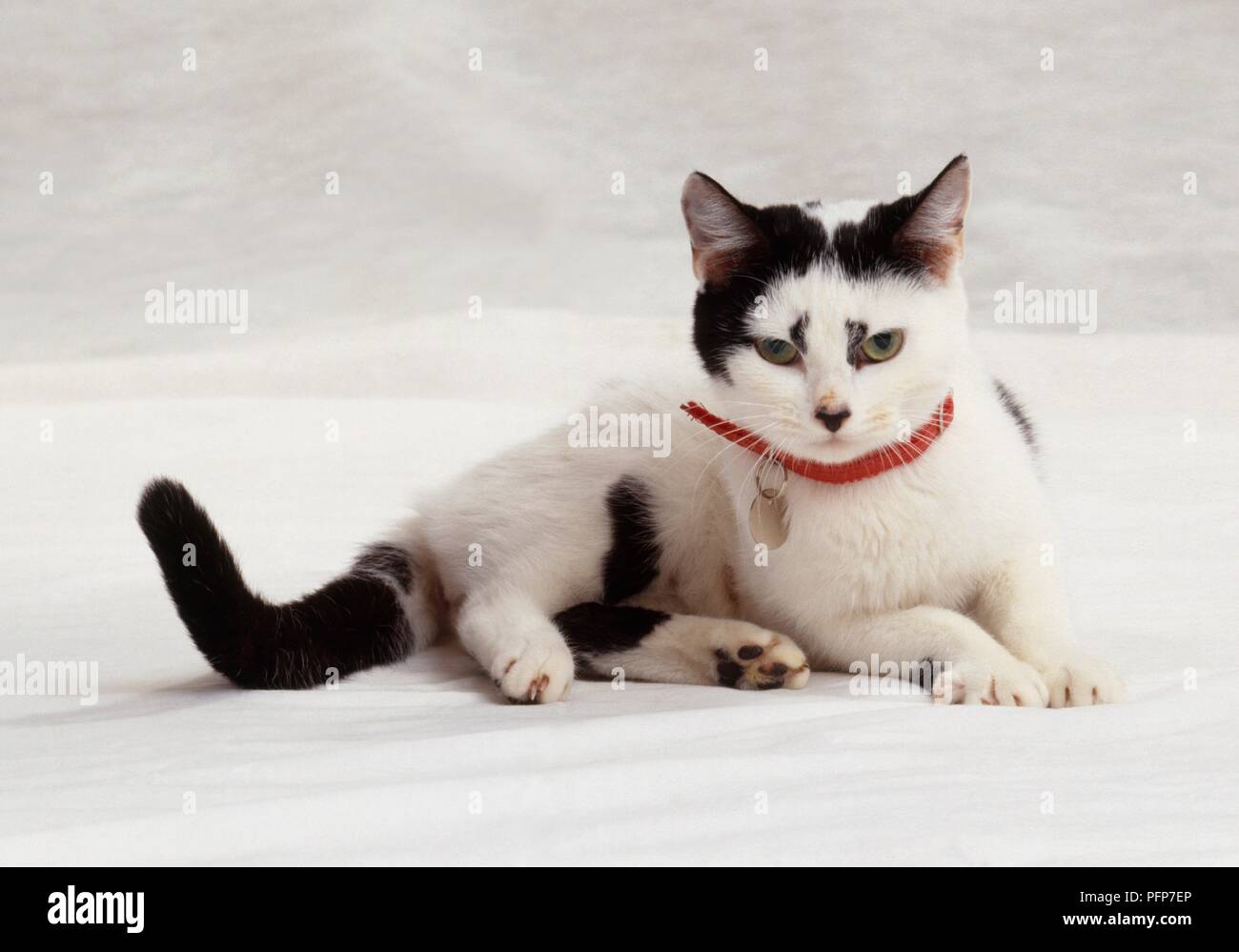 Eine weibliche, schwarze und weiße Katze liegend, an der Kamera auf der Suche Stockfoto