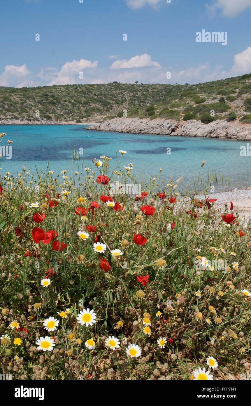Griechenland, Insel Chios, Agia Dynami Strand, Mohn und Margeriten wachsenden am Strand Stockfoto