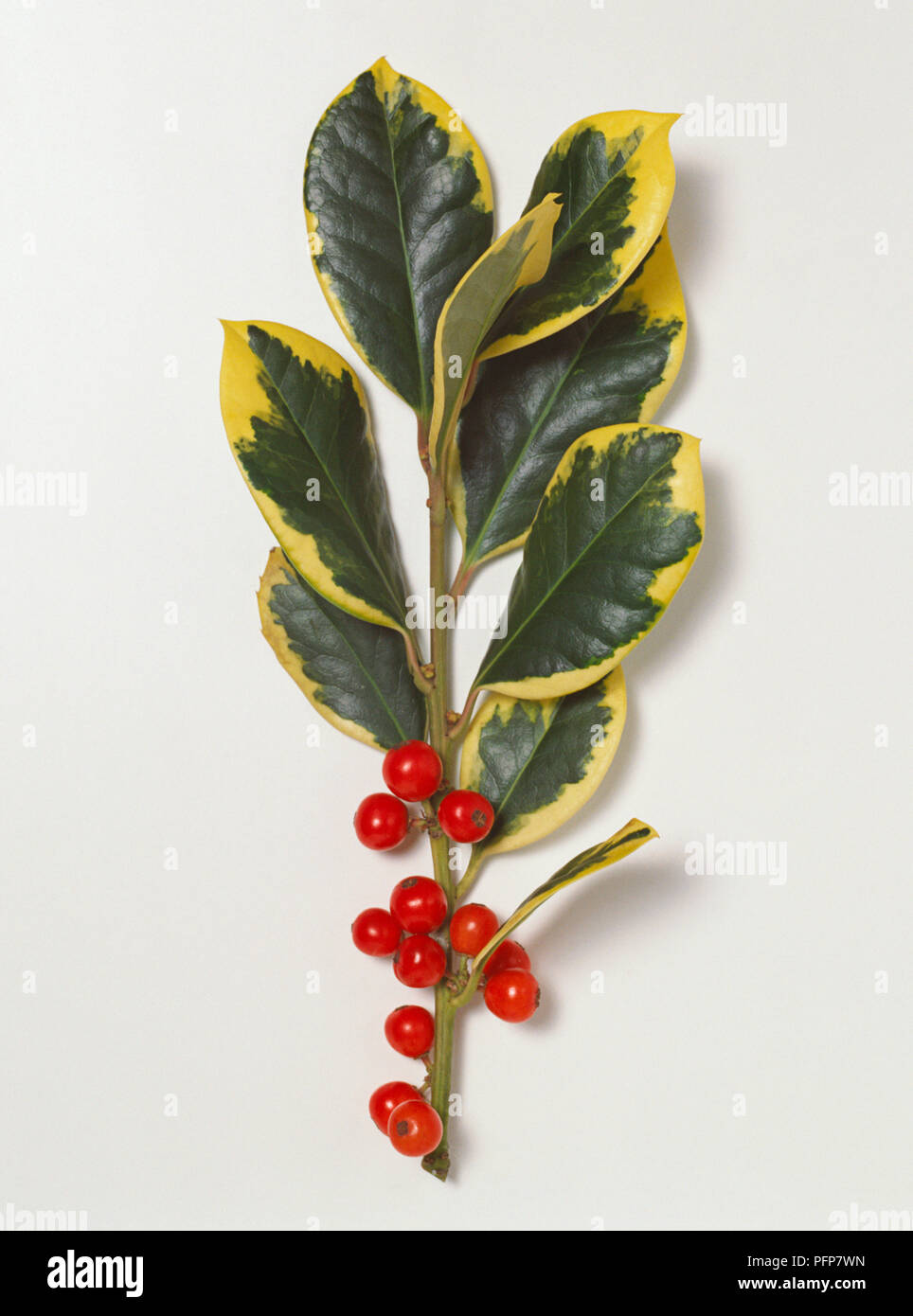 IIex x altaclerensis 'Golden King' (highclere Holly) mit glänzend Grün und Gelb panaschierten Blättern und roten Beeren auf Stammzellen schneiden Stockfoto