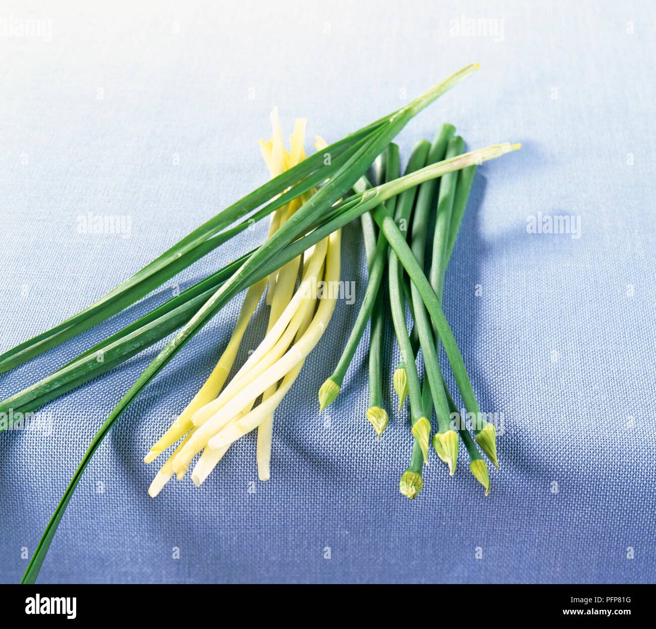 Allium bud Fotos und Bildmaterial in hoher Auflösung Alamy