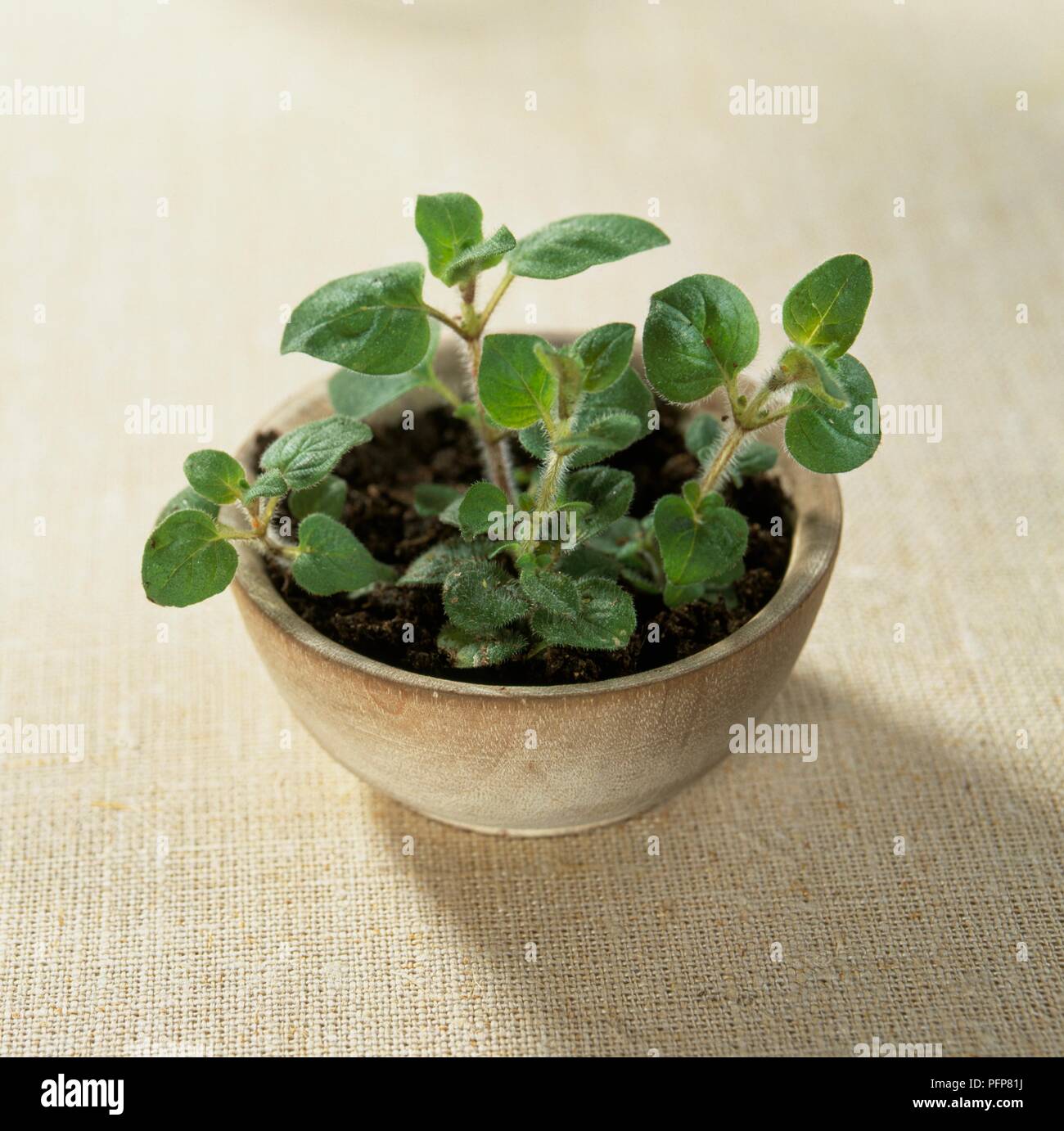 Origanum heracleoticum, auch bekannt als hirtum Origanum vulgare (Griechischer Oregano), Wachsen in der Schüssel Stockfoto