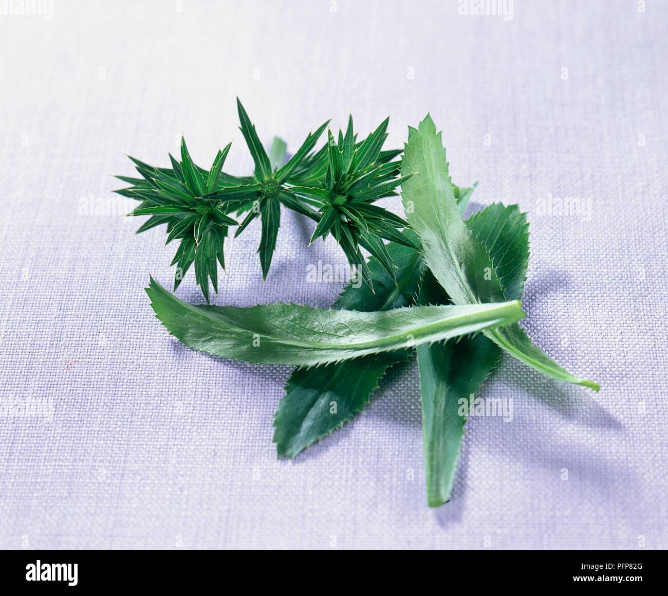 Eryngium foetidum (Culantro oder Sägezahn Kraut), Frische Blätter, mit Spikes von Terminal flower schießt Stockfoto