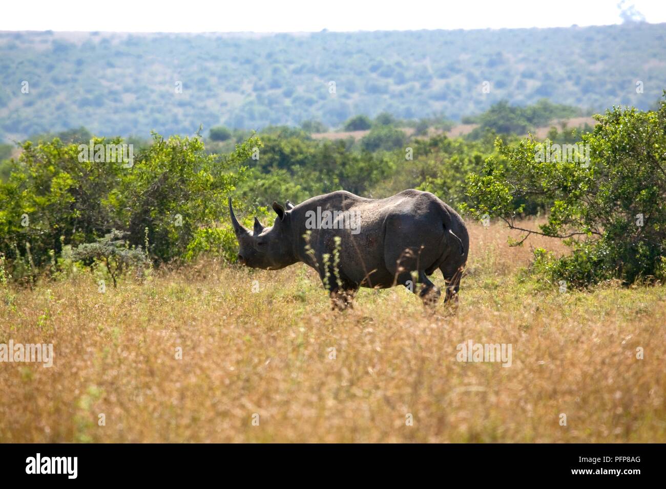 Kenia, Nyeri, Solio Game Reserve, schwarze Nashörner (Diceros bicornis) im Grünland, Seitenansicht Stockfoto