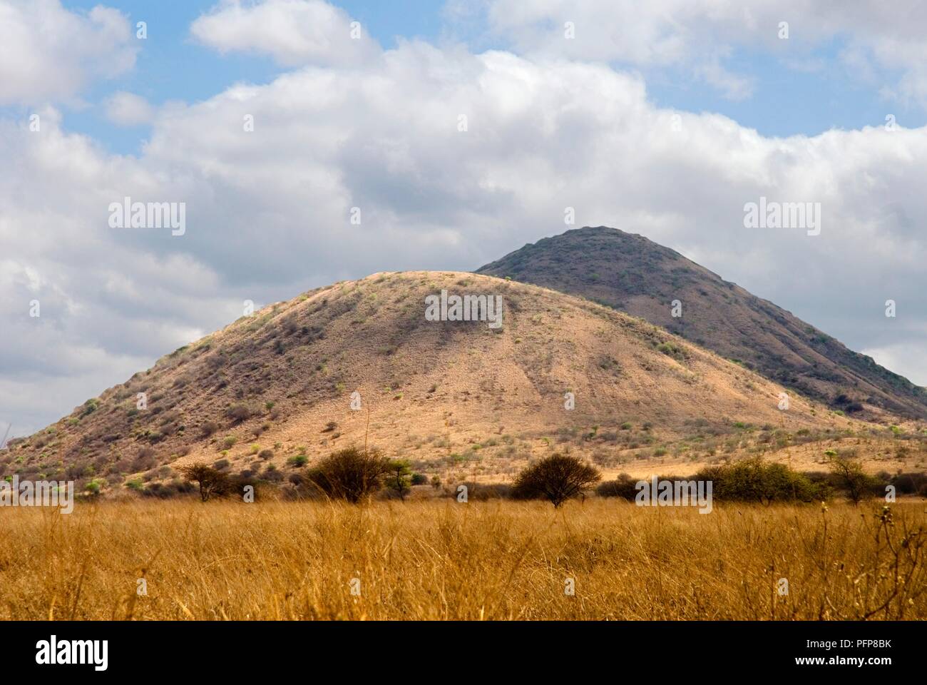 Kenia, Tsavo Nationalpark, kegelförmigen Berge steigen von Grasland Stockfoto