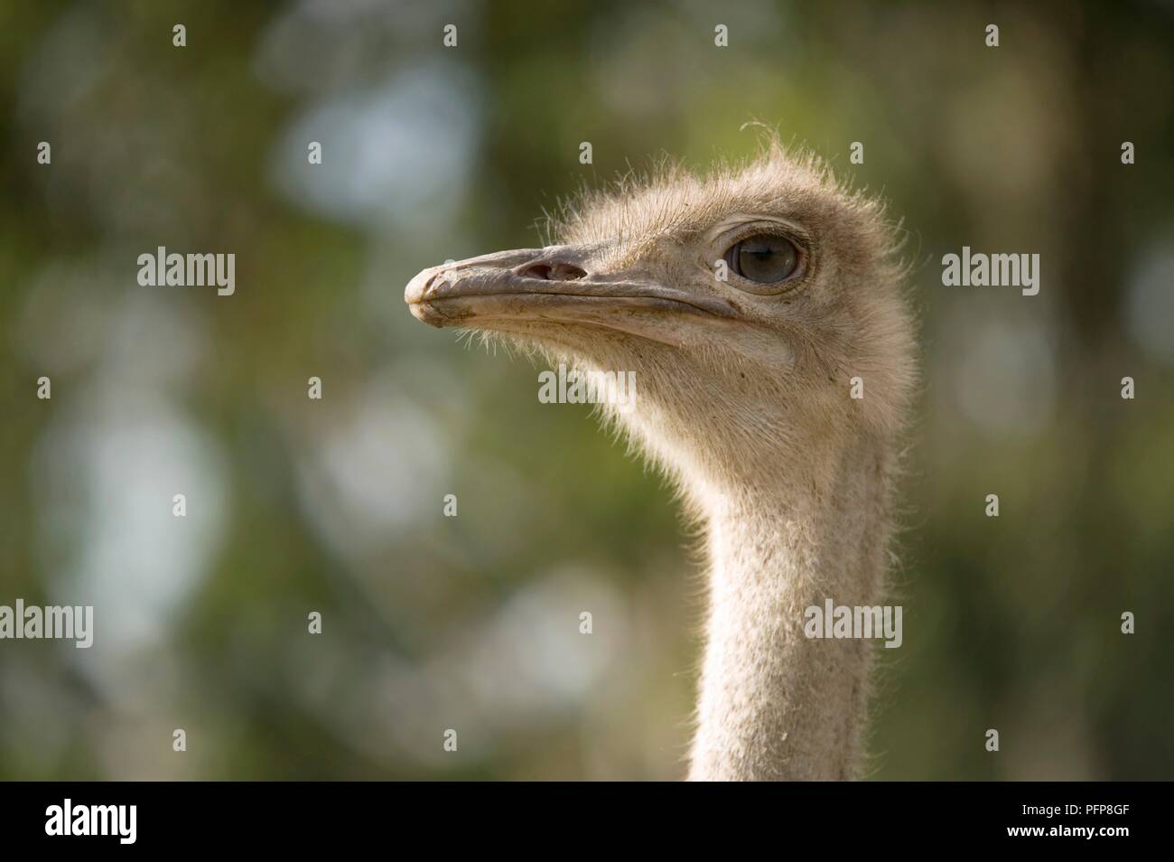 Kenia, Nairobi, Nairobi Mamba Village, Leiter einer Strauß, close-up Stockfoto