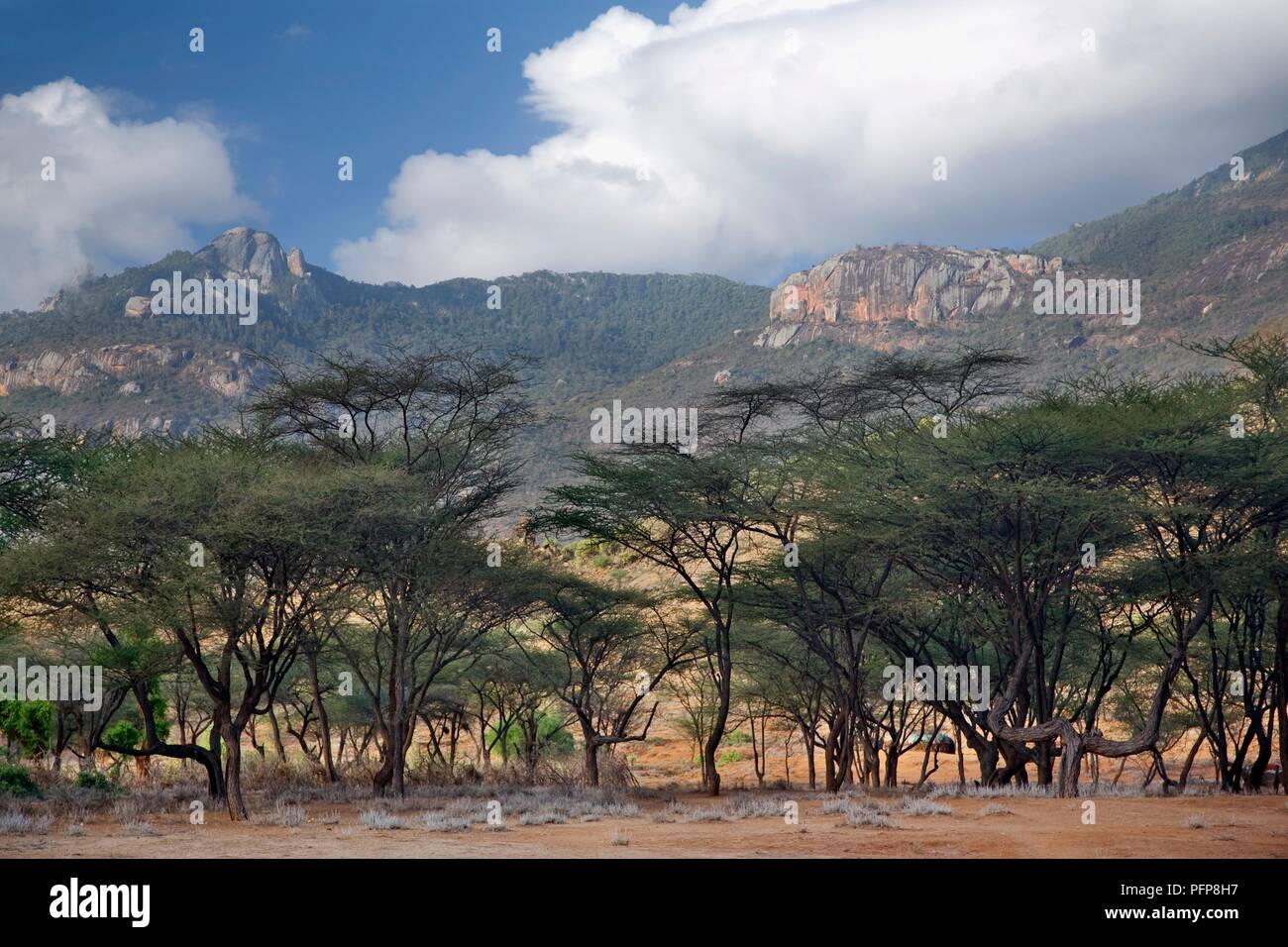 Kenia, in der Nähe von South Horr, Akazien vor der Bergkette Stockfoto