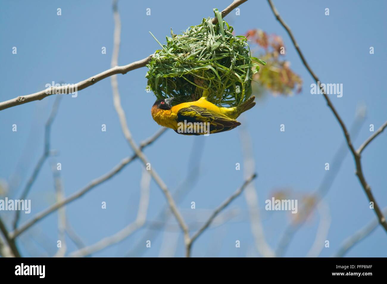 Beschmutzt - Weber gesichert (Ploceus cucullatus) Gebäude Nest, Kisumu, Kenia Stockfoto