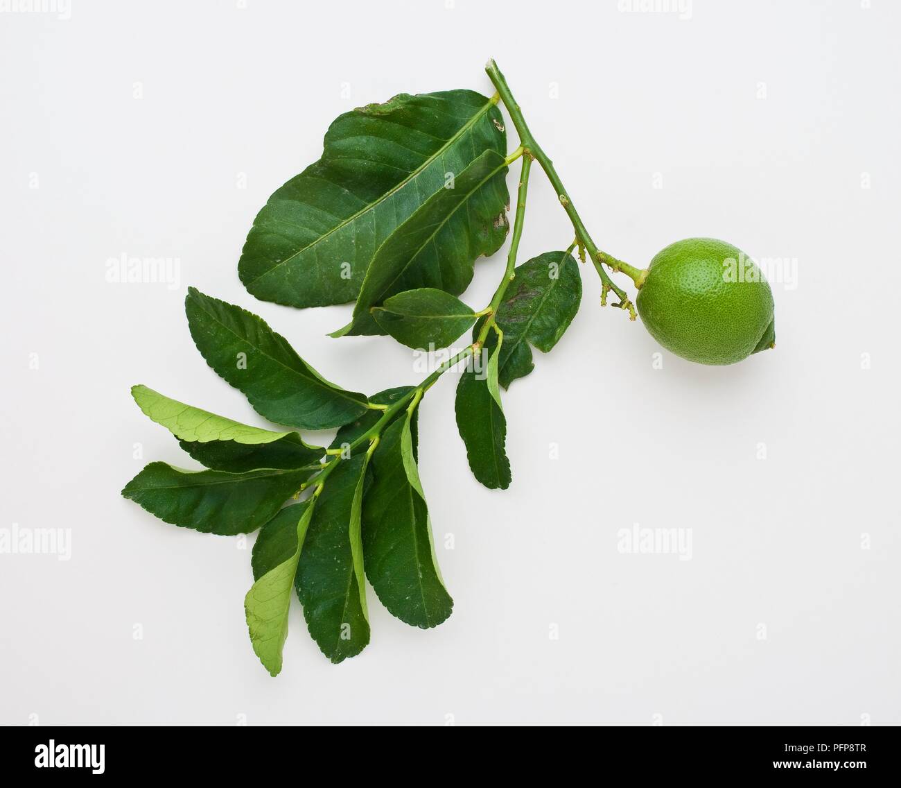 Citrus aurantifolia (Key Lime) Früchte und Blätter auf Schaft Stockfoto