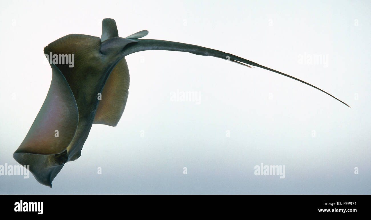 Sting Ray Stockfoto