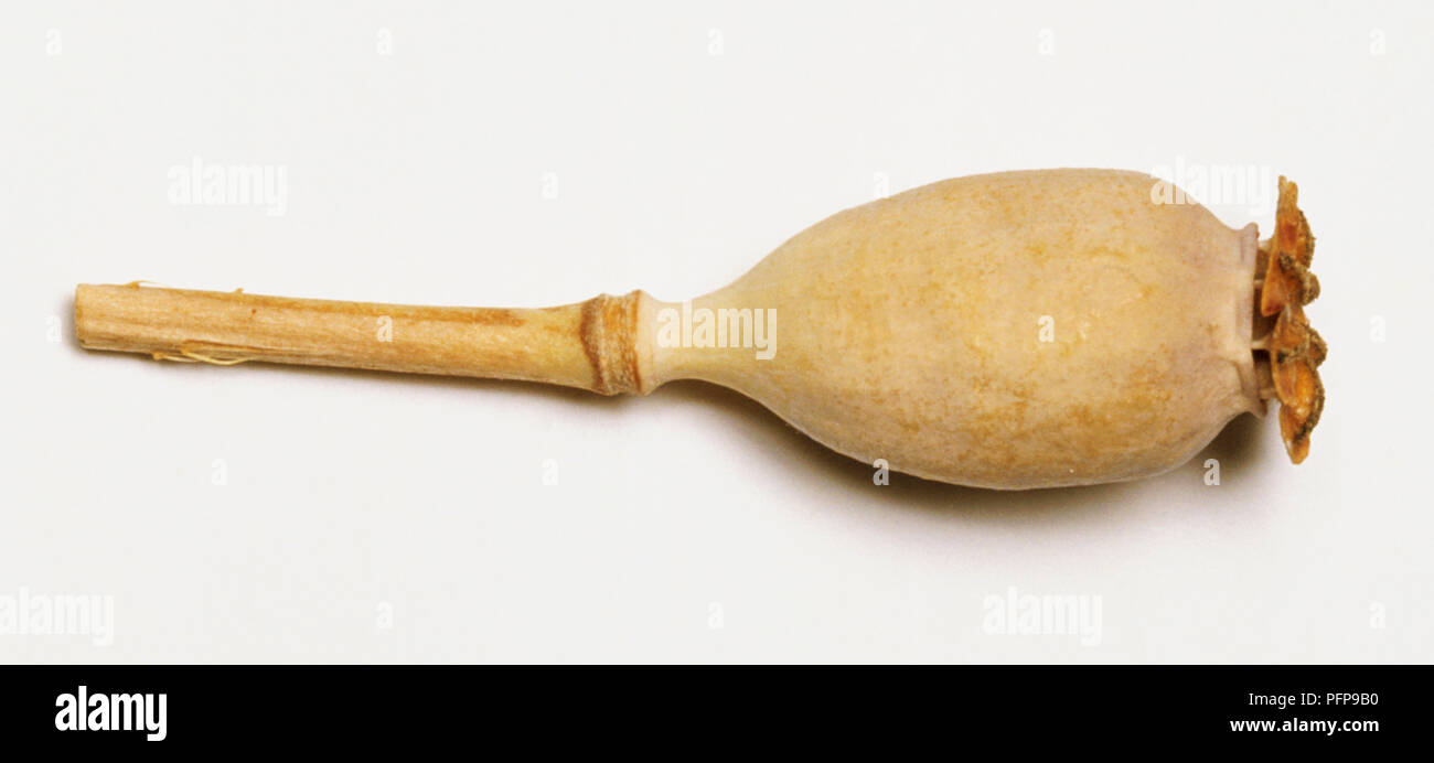 Papaver hybridum, Braun oval geformten Schlafmohn Kapsel. Stockfoto