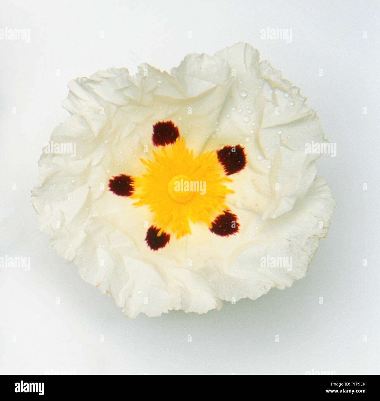 Cistus ladanifer, getupft Blume Form von Gummi cistus, weiße Blüten mit gelben und roten Punkte. Stockfoto