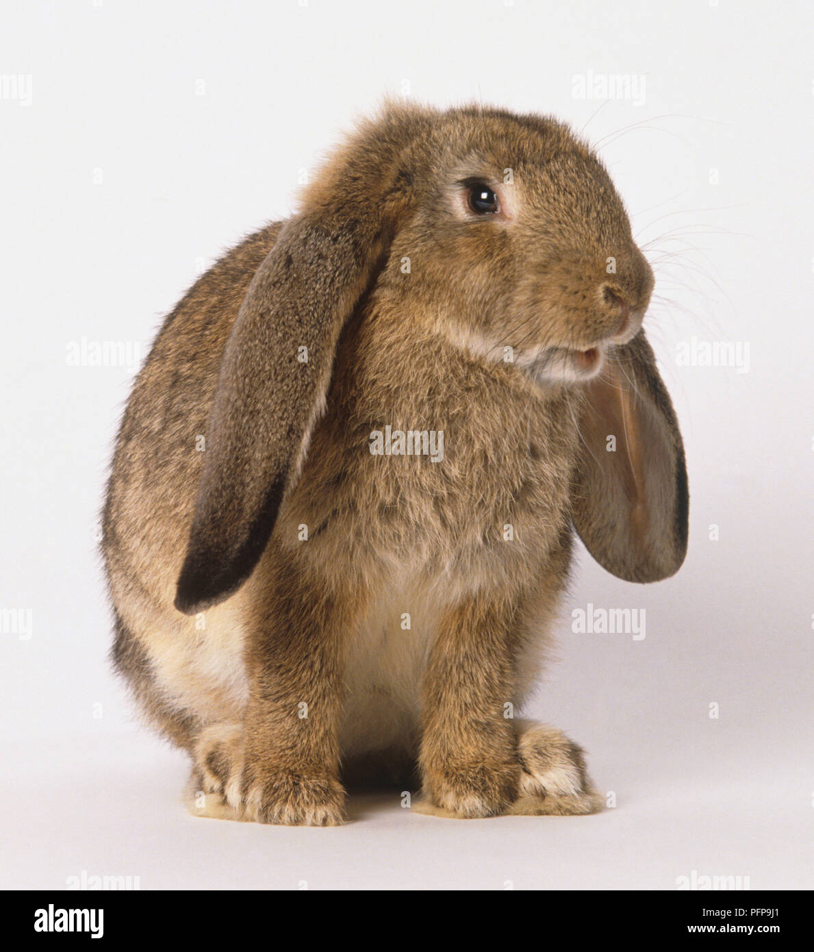 Eine braune lop-eared Hasen (Leporidae), Profil anzeigen Stockfoto