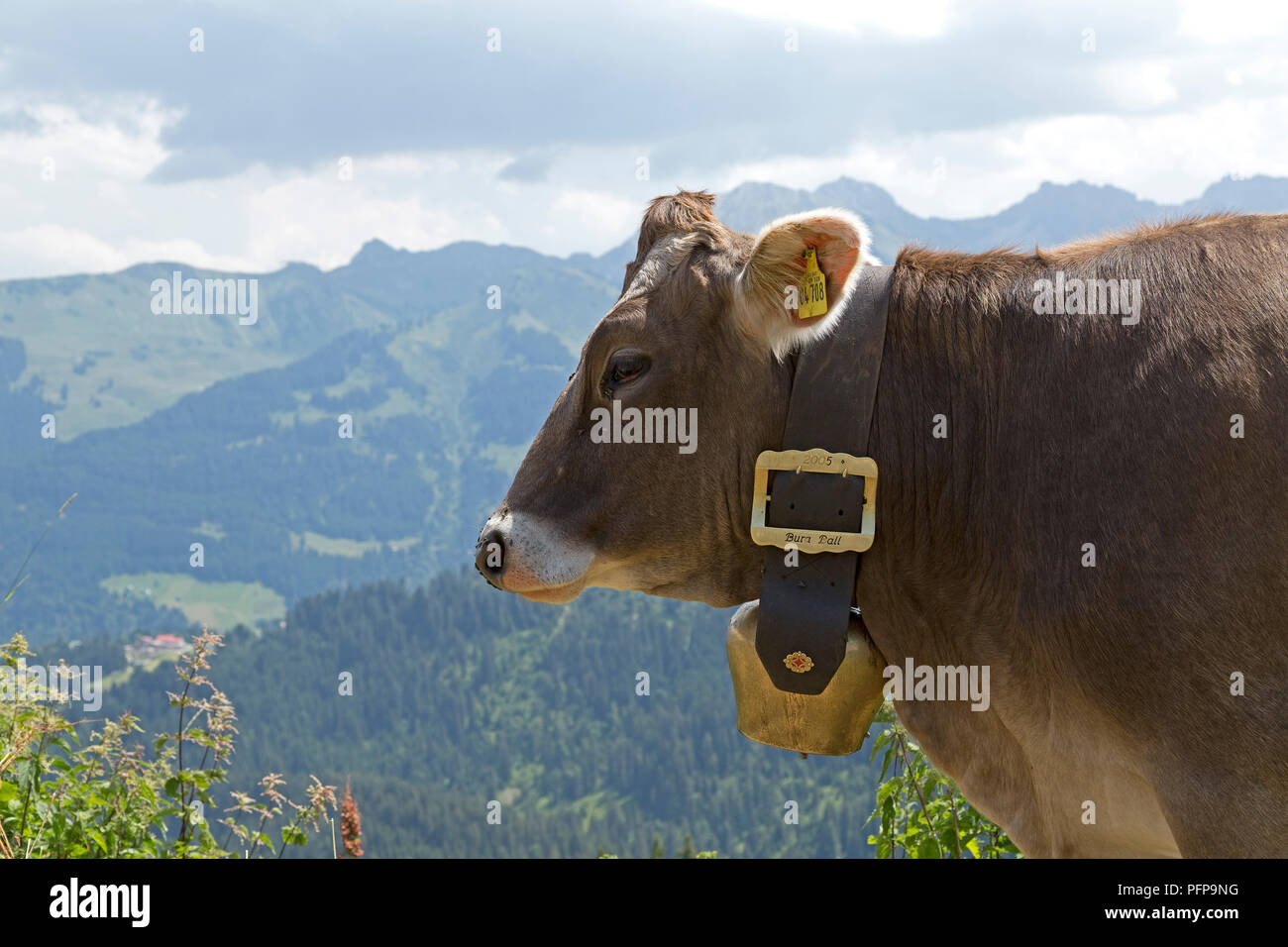 Rinder mit Glocke, Hoher Ifen in der Nähe von Hirschegg, Kleines Walsertal, Österreich Stockfoto