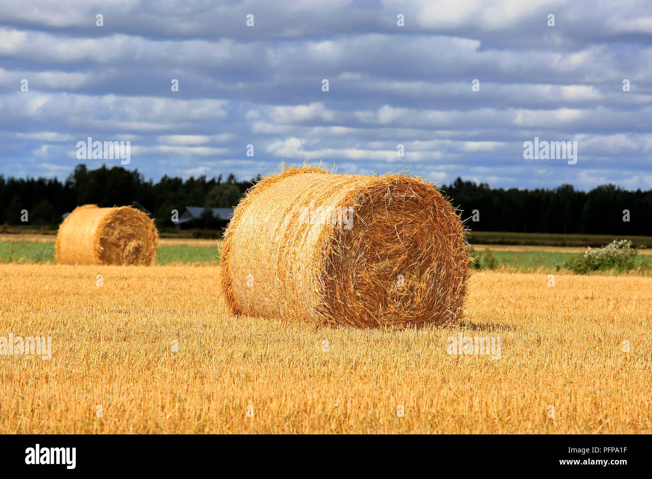 Landwirtschaftliche Landschaft der Sonnenbeschienenen golden Strohballen auf Stoppeln Feld mit dunklen bewölkter Himmel im Hintergrund. Stockfoto