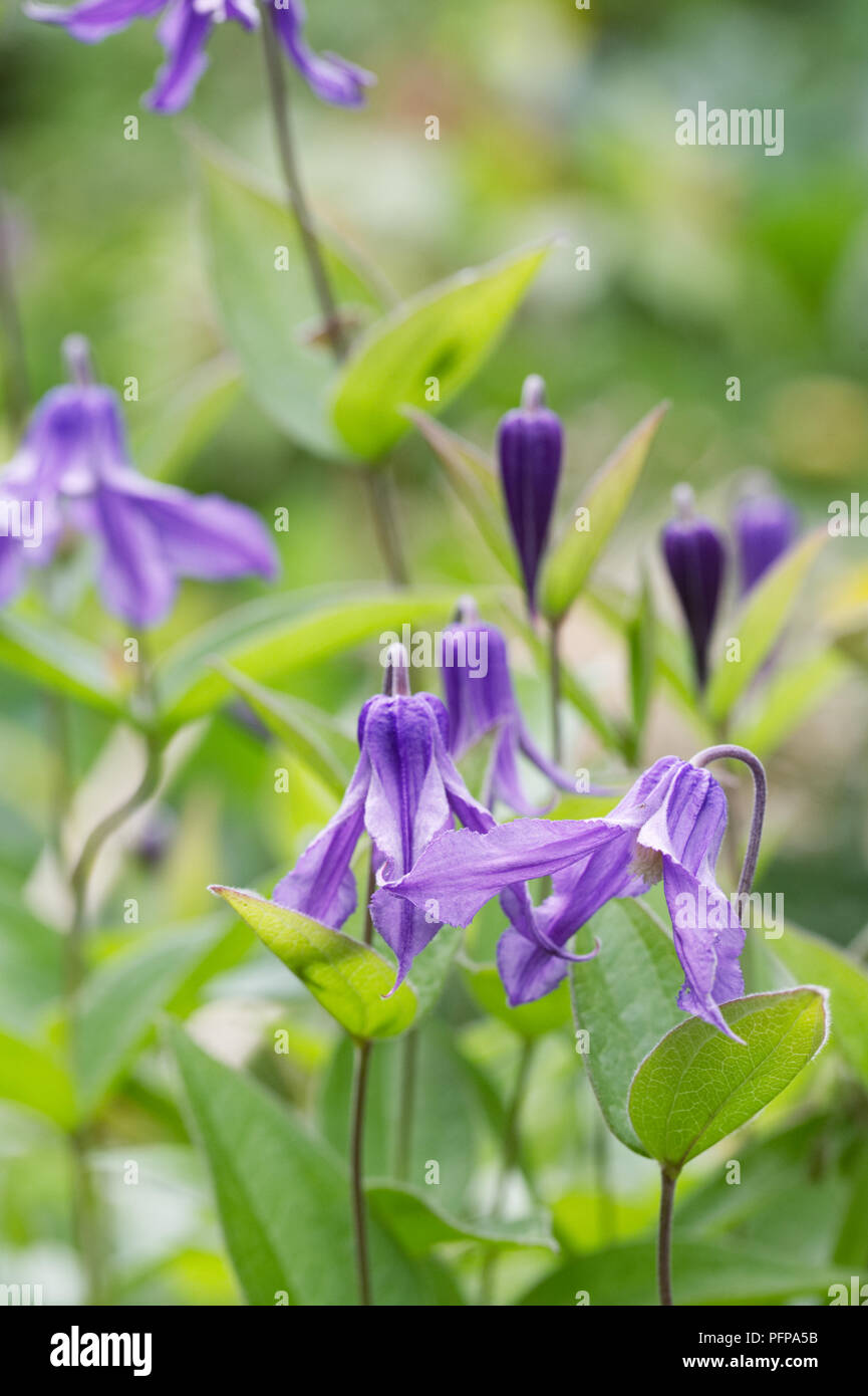 Clematis integrifolia Blumen. Stockfoto