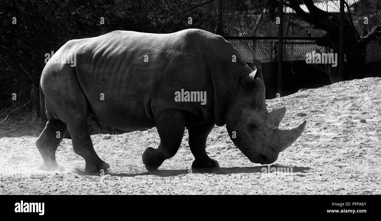 Grauen Rhino in Al Ain Zoo, VAE Stockfoto