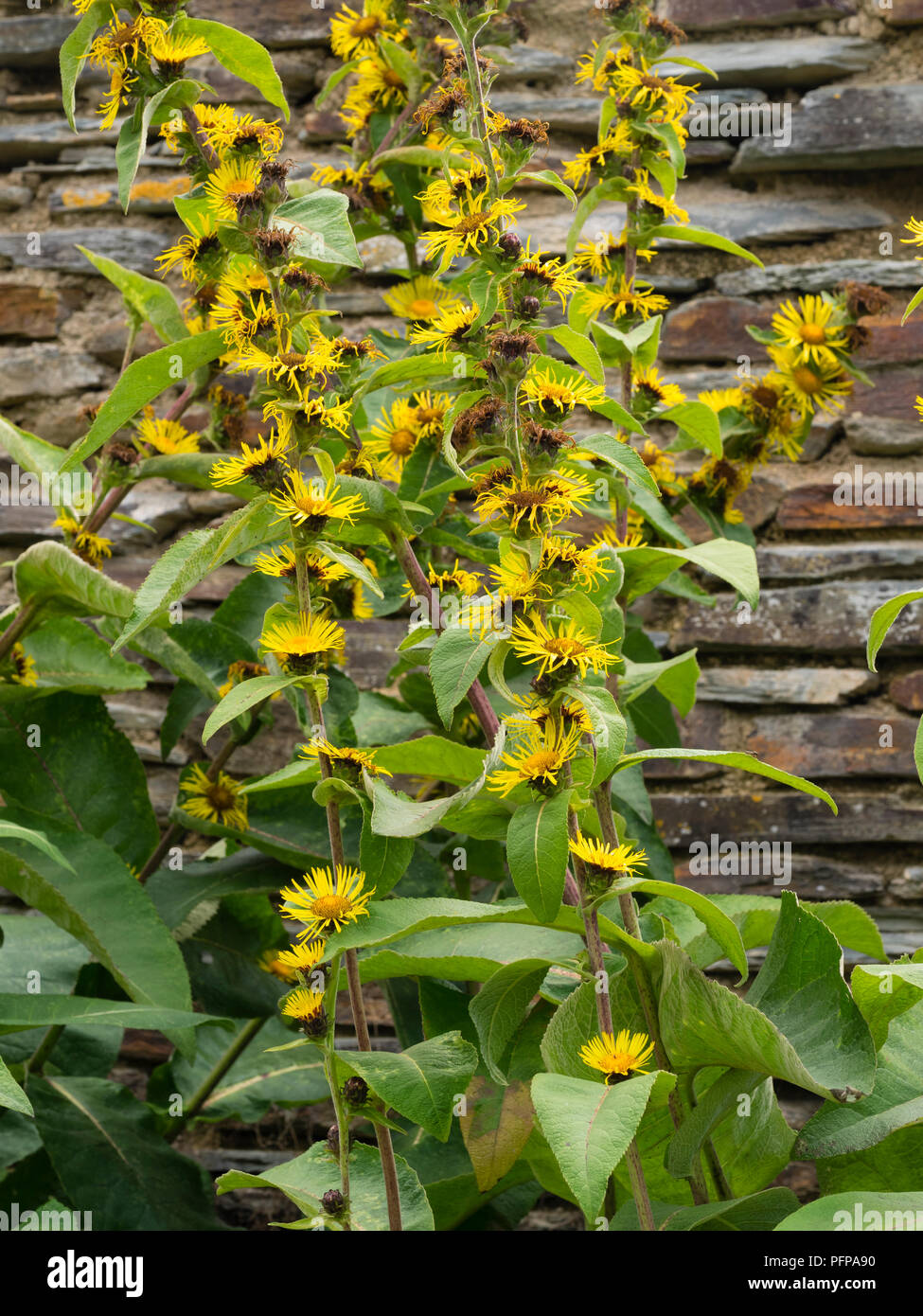 Hohe Spannungsspitzen mit gelben daisy flowers an jedem Blatt Achsel des Indischen elecampane, Inula racemosa Stockfoto