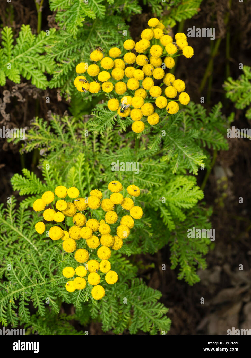 Gelbe Taste Blumen und ferny Laub von Rainfarn, Tanacetum vulgare, eine Heilpflanze, die in grösseren Mengen giftig ist Stockfoto