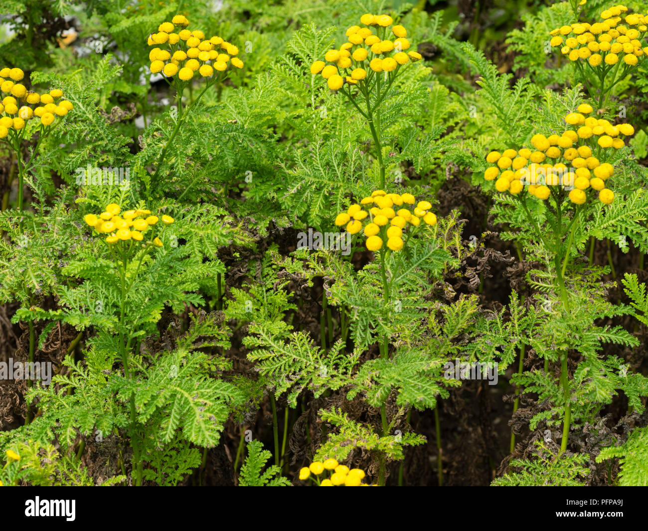Gelbe Taste Blumen und ferny Laub von Rainfarn, Tanacetum vulgare, eine Heilpflanze, die in grösseren Mengen giftig ist Stockfoto